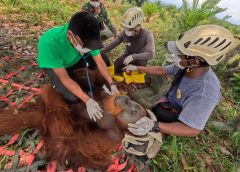 Evakuasi Orangutan Jantan di Desa Karya Jadi Batang Serangan Berlangsung Dramatis