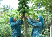 Desa Persatuan dan Rahuning Siap Mengikuti Lomba HKG Sumut 