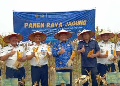 Wakil Bupati Asahan Panen Raya Jagung di Lapas Minimum Security Asahan