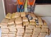 Sat Narkoba Polres Taput Amankan 2 Kurir Narkoba, 112 Paket Ganja Kering Disita