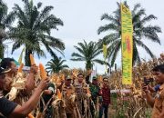 Panen Raya Benih Jagung DK95R di Simalungun, Babinsa Koramil Tanah Jawa Perkuat Sinergi Ketahanan Pangan Bersama Petani