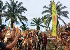 Panen Raya Benih Jagung DK95R di Simalungun, Babinsa Koramil Tanah Jawa Perkuat Sinergi Ketahanan Pangan Bersama Petani