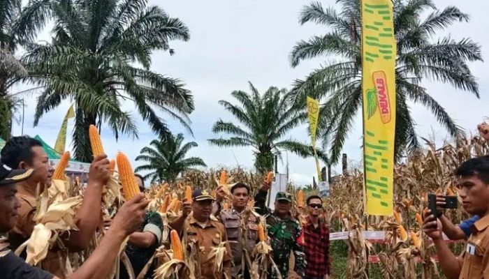 Panen jagung.