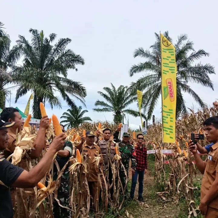 Panen jagung.