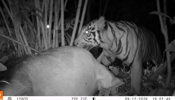 Harimau muncul di Pakpak Bharat.