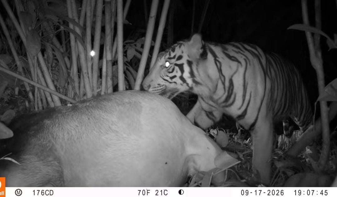 Harimau muncul di Pakpak Bharat.