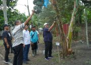 Bupati Asahan Panen Perdana Pisang Kepok Abu Hijau Surya