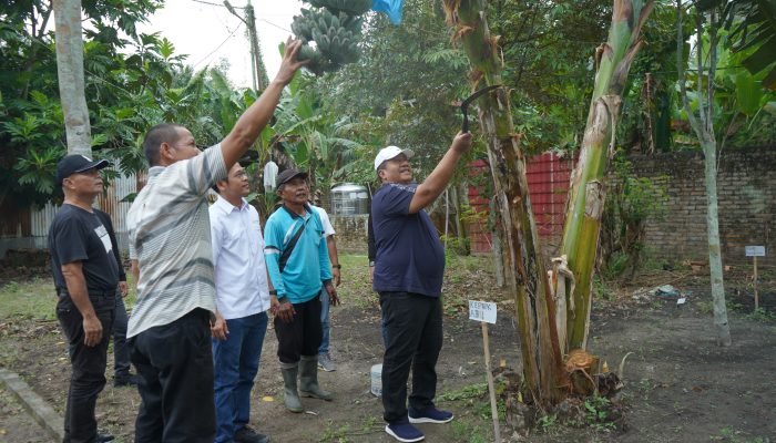 Bupati Asahan, Taufik Zainal Abidin SSos MSi panen perdana pisang kepok abu yang dikembangkan PT Hijau Surya, Minggu (4/10).